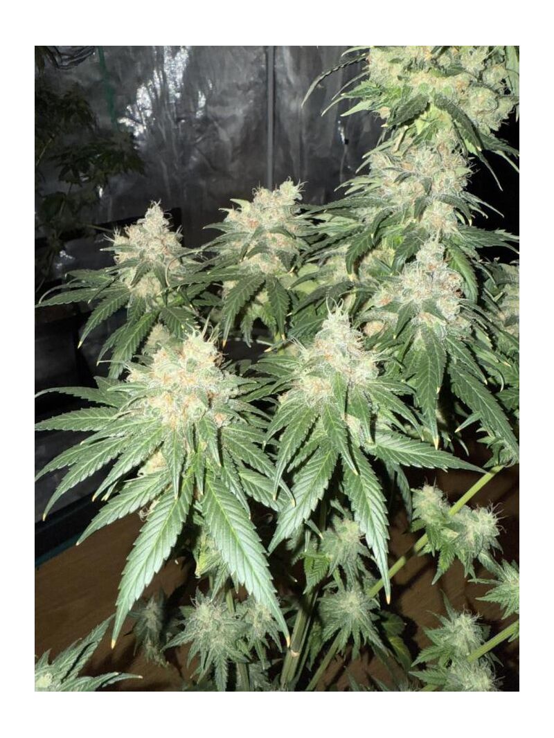 Forbidden Mochi, Фасовка: 3, изображение 2